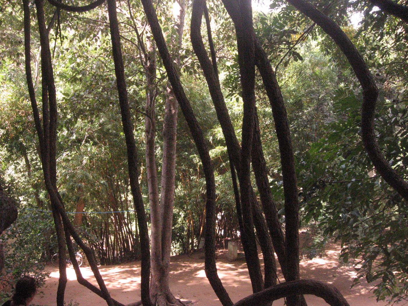 Tree roots draping over the Amboni Caves entrance