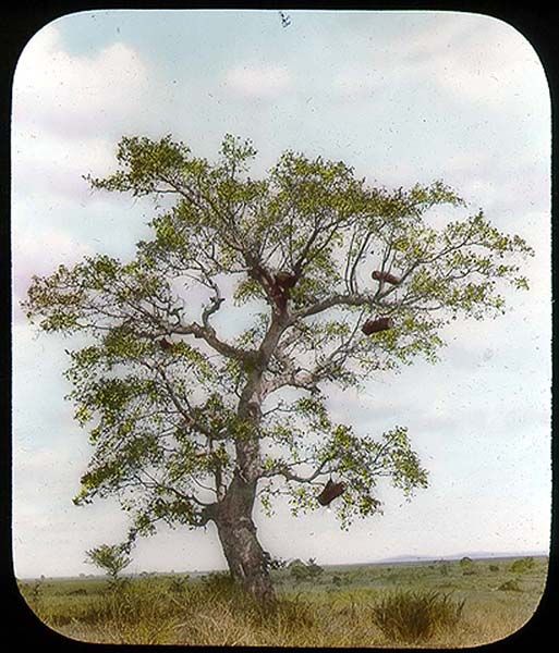 Traditional log hives hung high in a miombo tree, the same method still used by Nyamwezi beekeepers near Tabora
