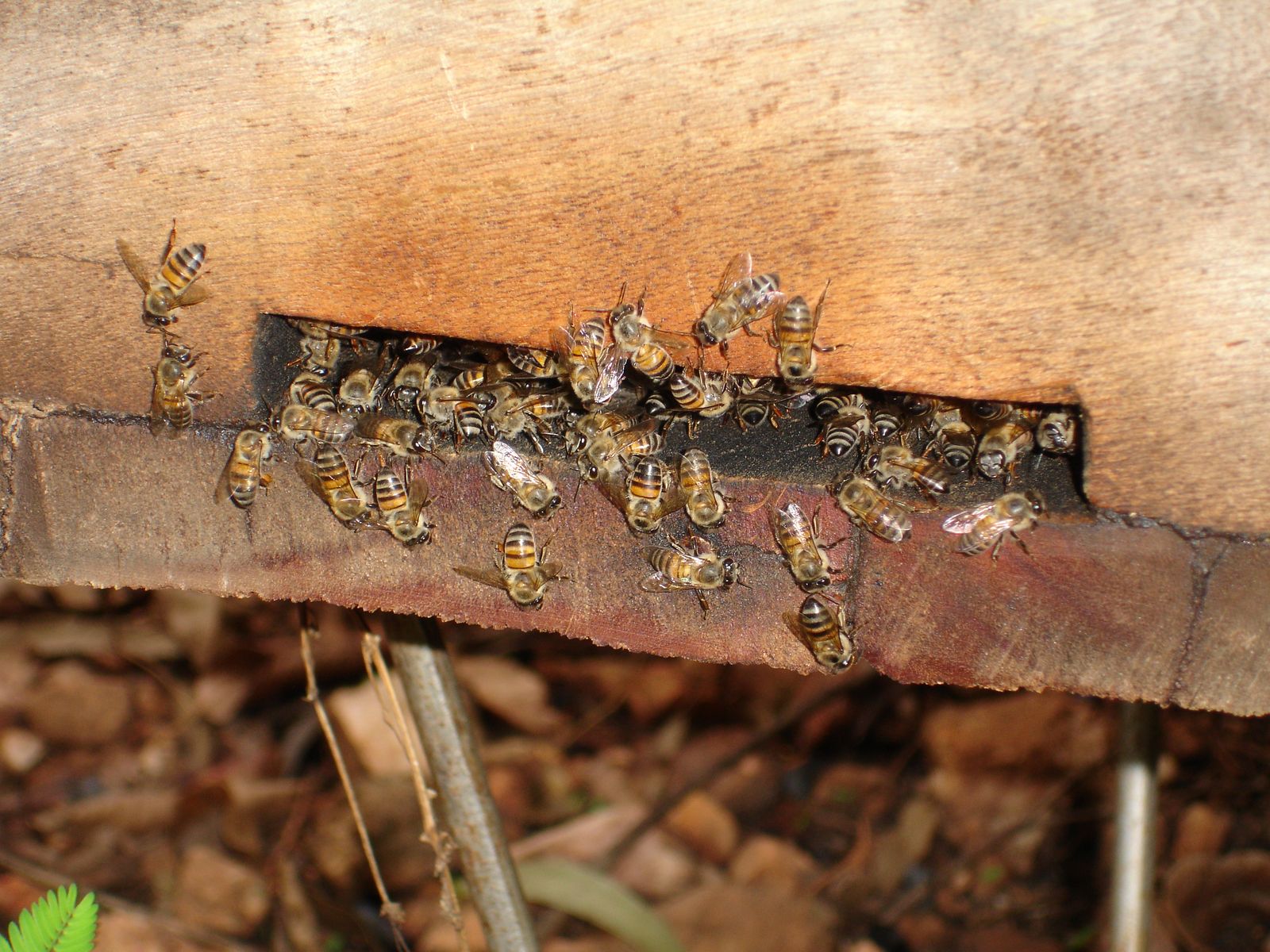 Bees at the entrance to a traditional bark hive, Tabora Region