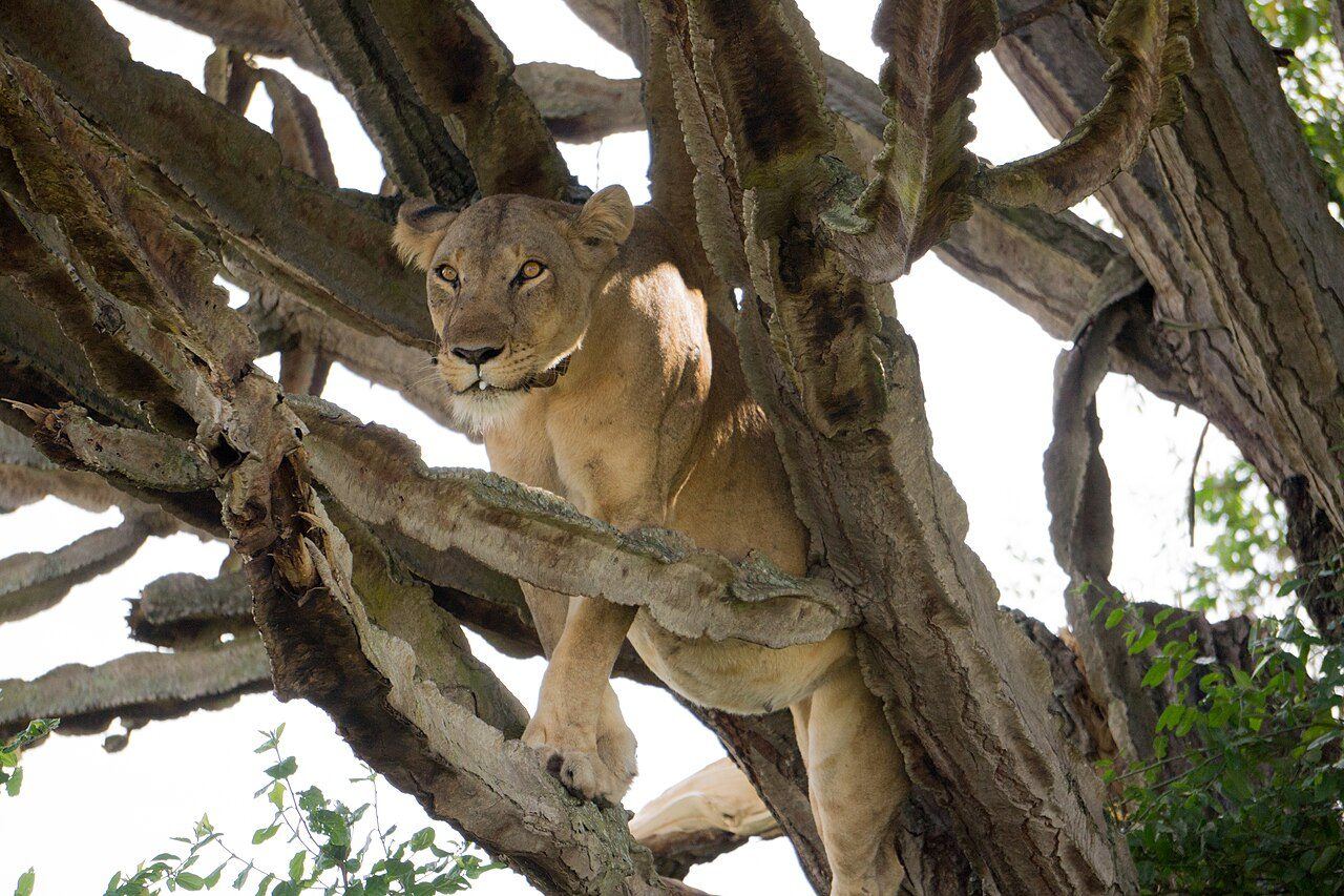 Tree-climbing lion, Ishasha sector