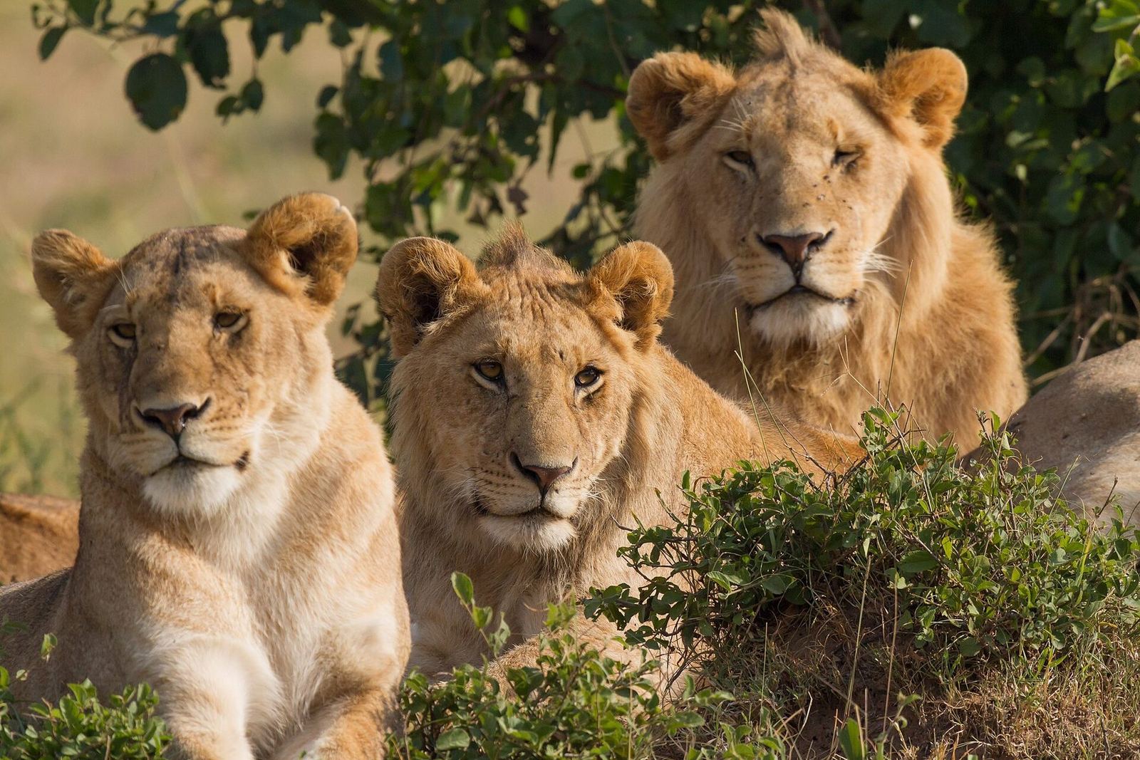 Lion family in the Masai Mara