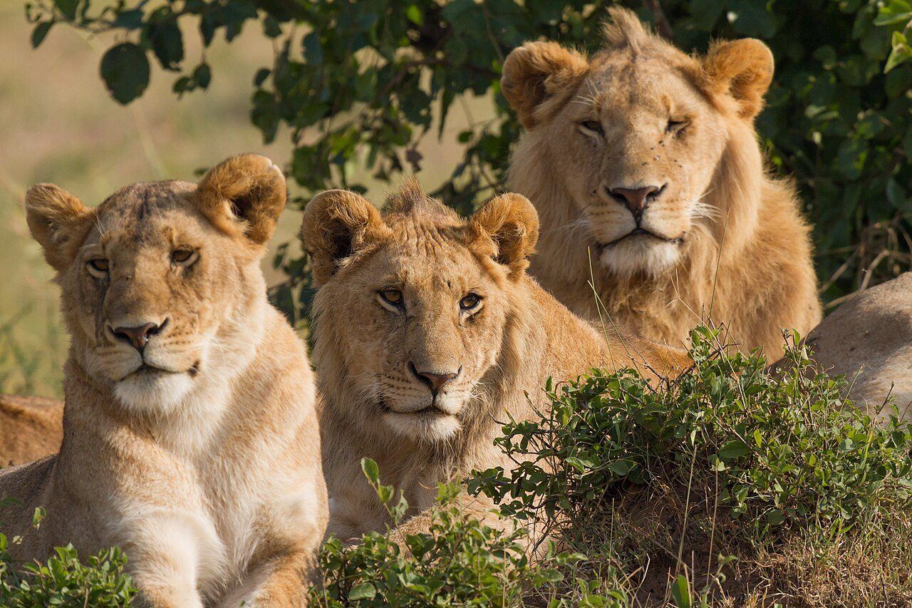 Full day in the Masai Mara