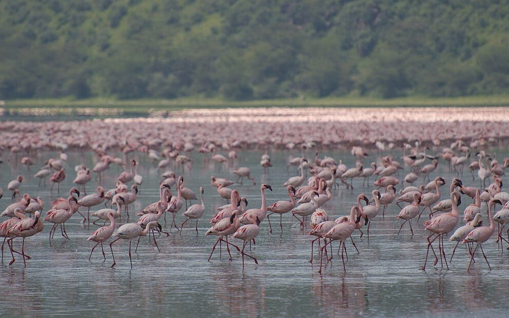 Flamingos at Lake Nakuru
