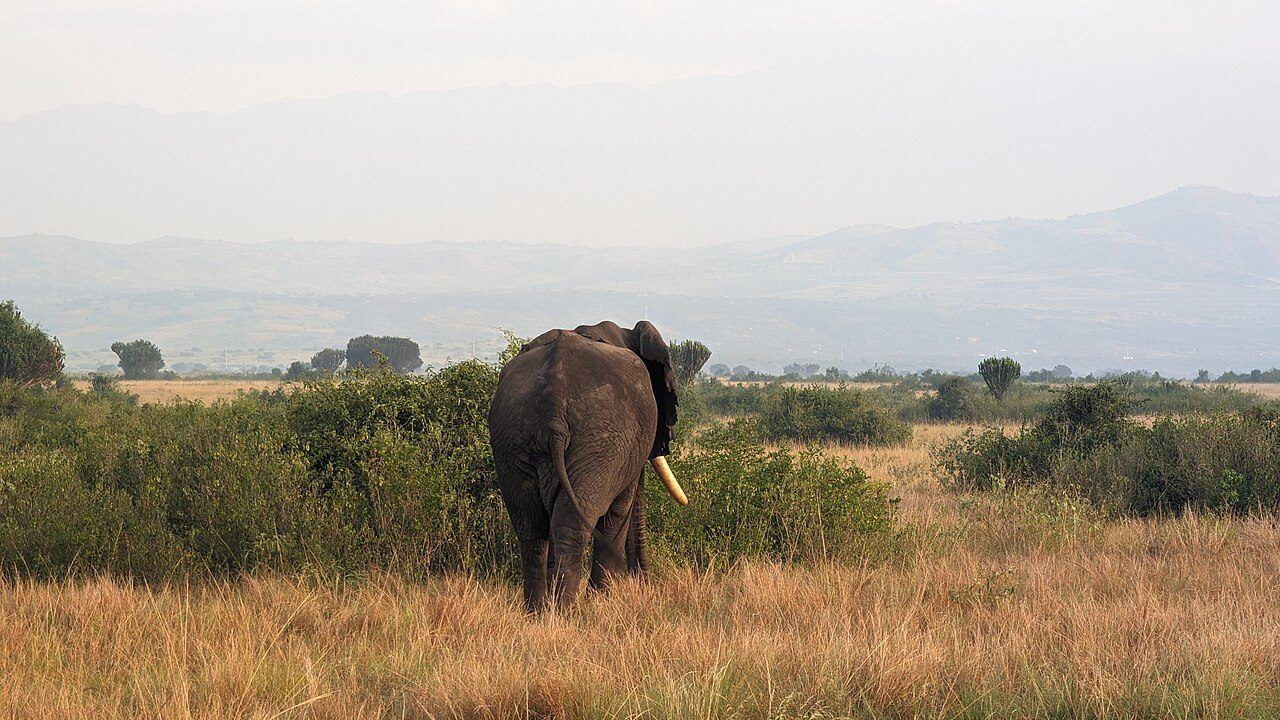 Elephant in Queen Elizabeth National Park