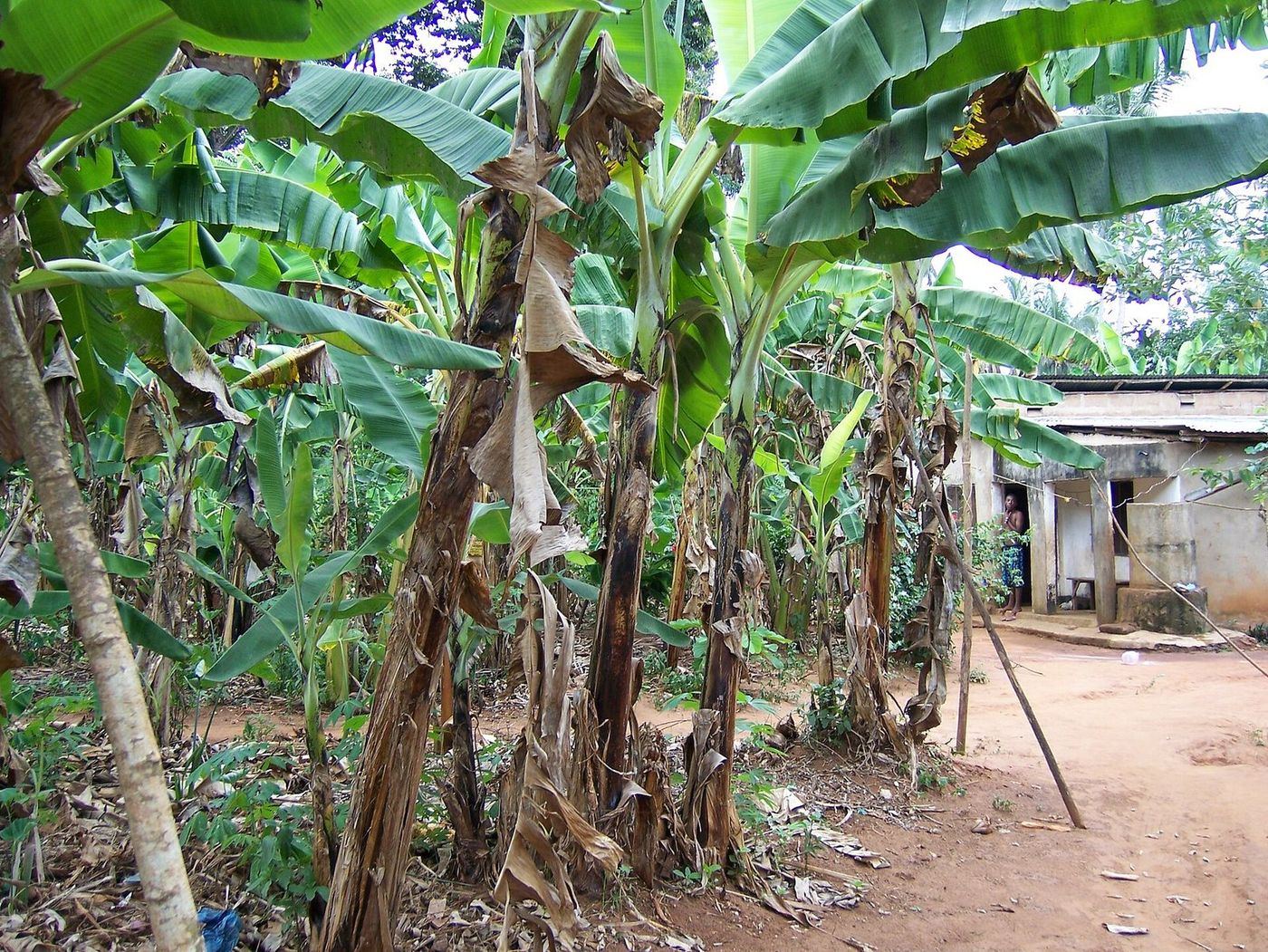 Spice farm, Zanzibar
