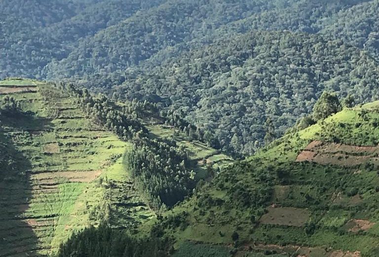 Bwindi Impenetrable Forest