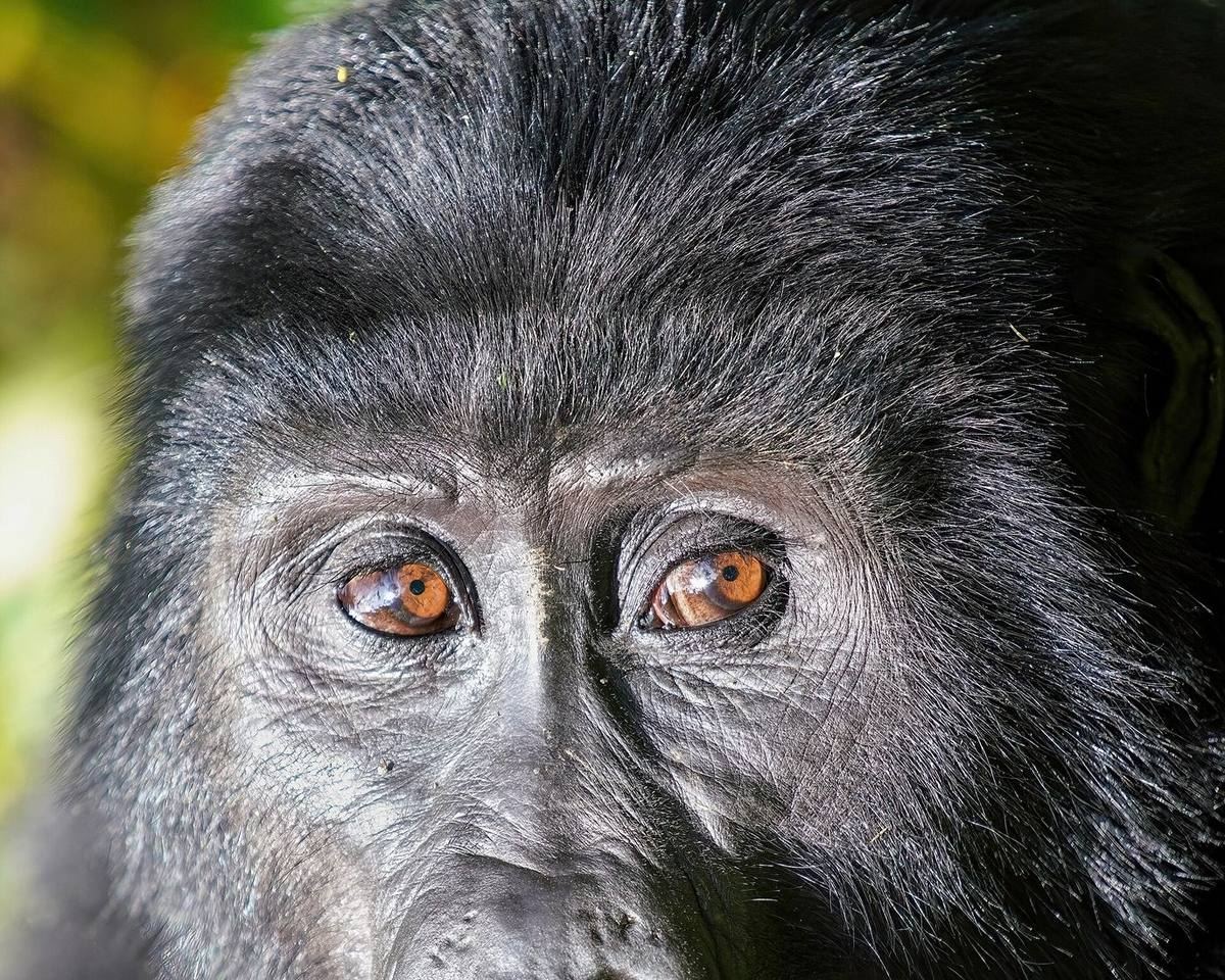 Uganda forest country