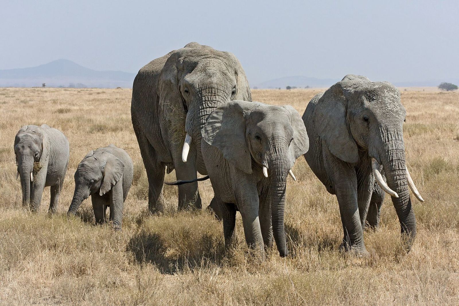 Elephant herd under the mountain