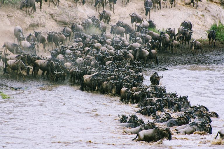 Wildebeest crossing the Serengeti plains