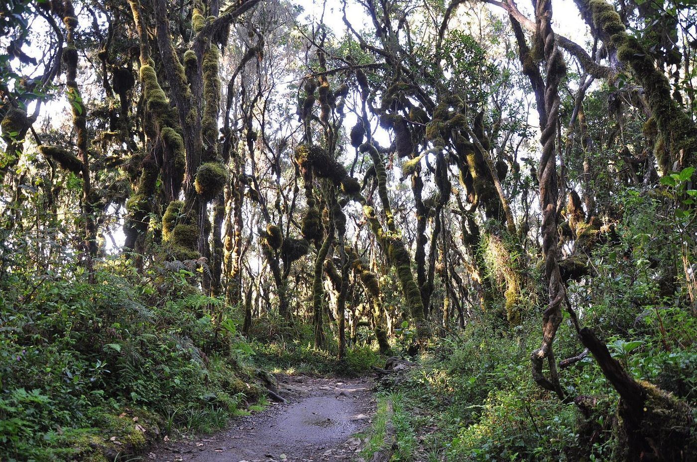 Rainforest trail to Machame Camp