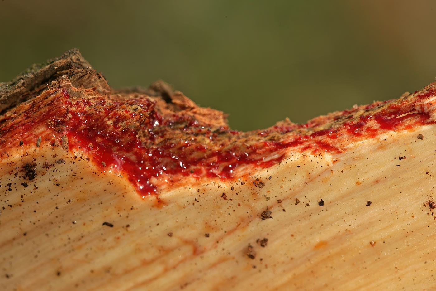The "bloodwood" sap of mninga (Pterocarpus angolensis) after the bark is cut