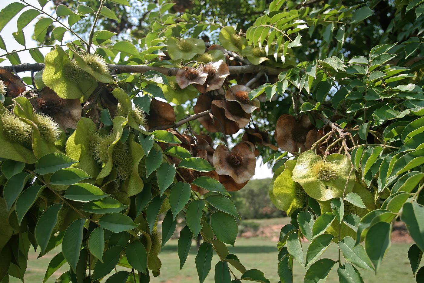 Seed pods of mninga (Pterocarpus angolensis), the miombo's most valuable timber tree