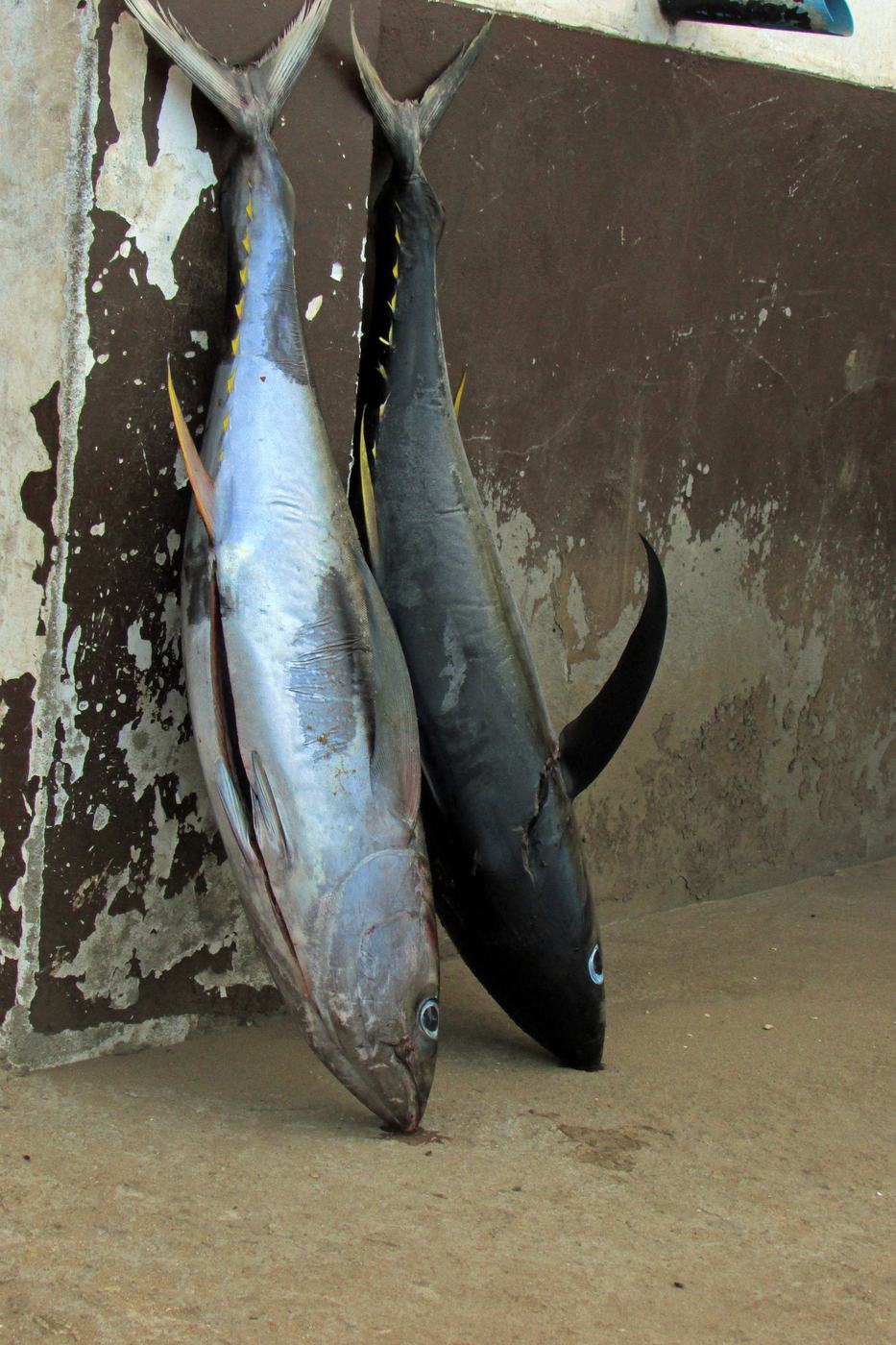 Tuna landed and sold at the Mtwara fish market