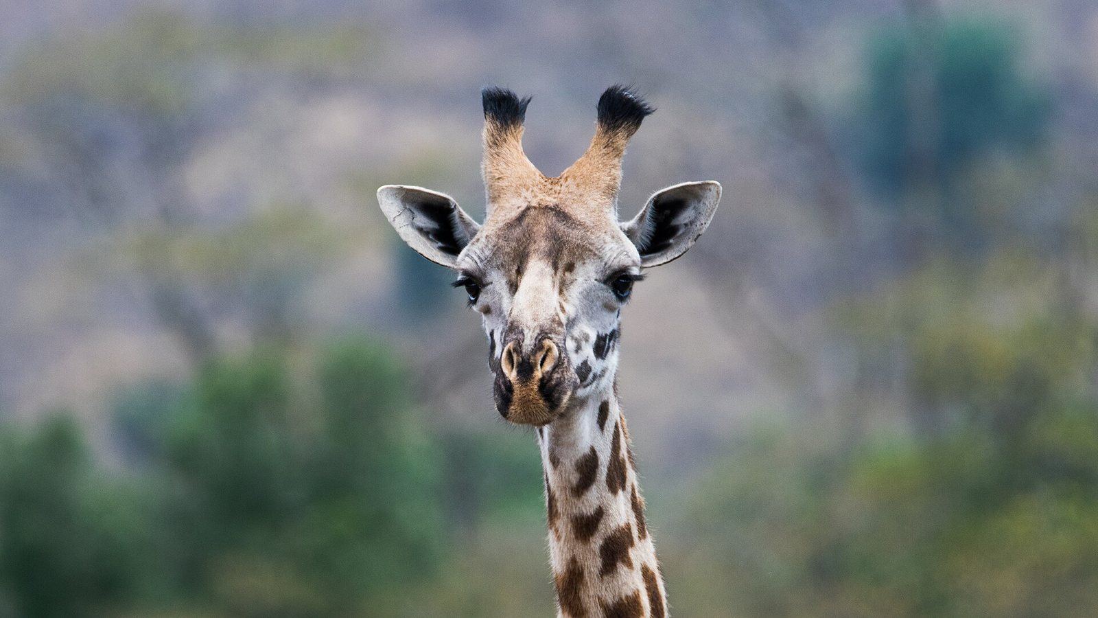 Wildlife in Arusha National Park on the Meru trail