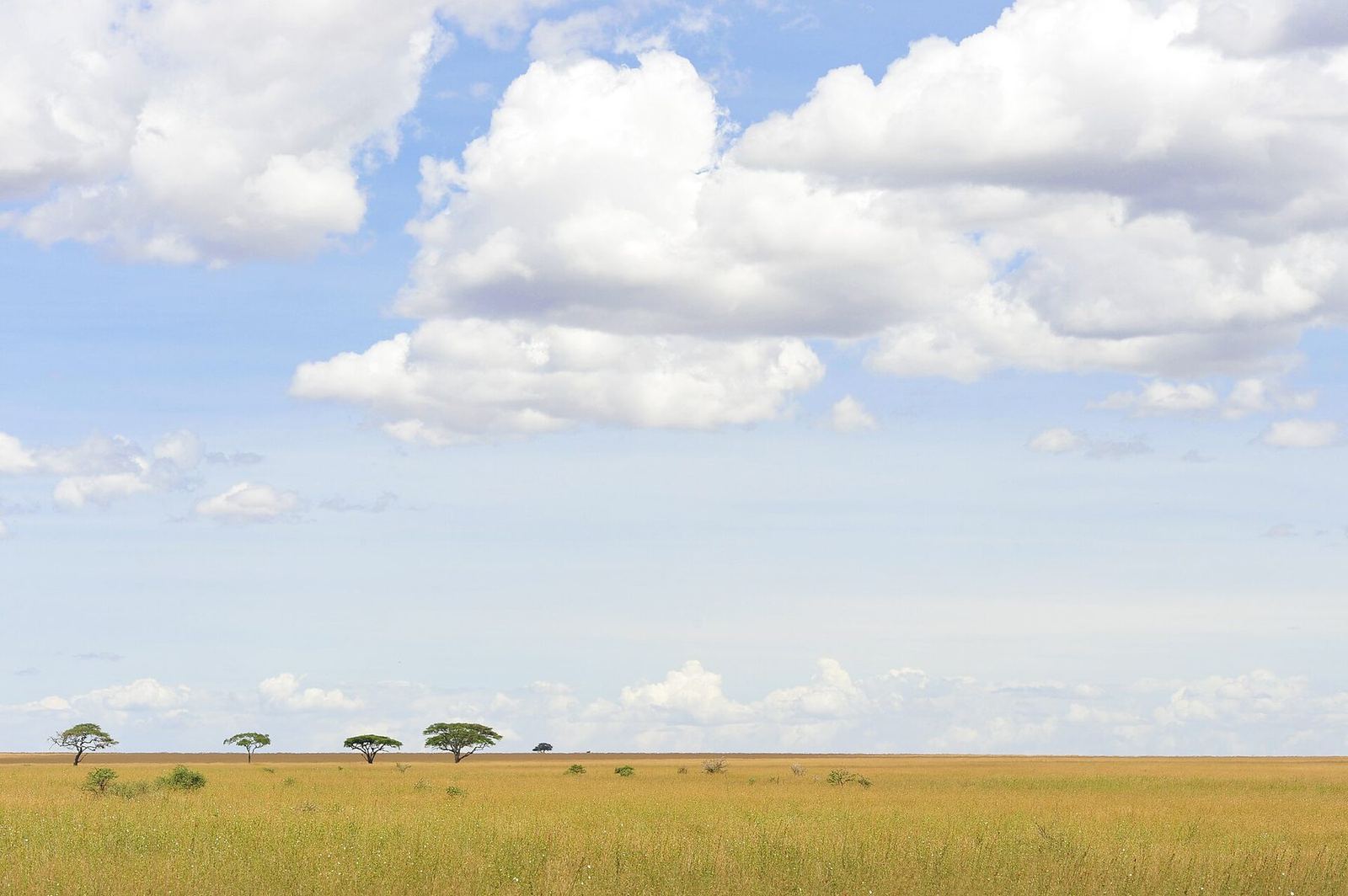 The open plains of the Serengeti at golden hour
