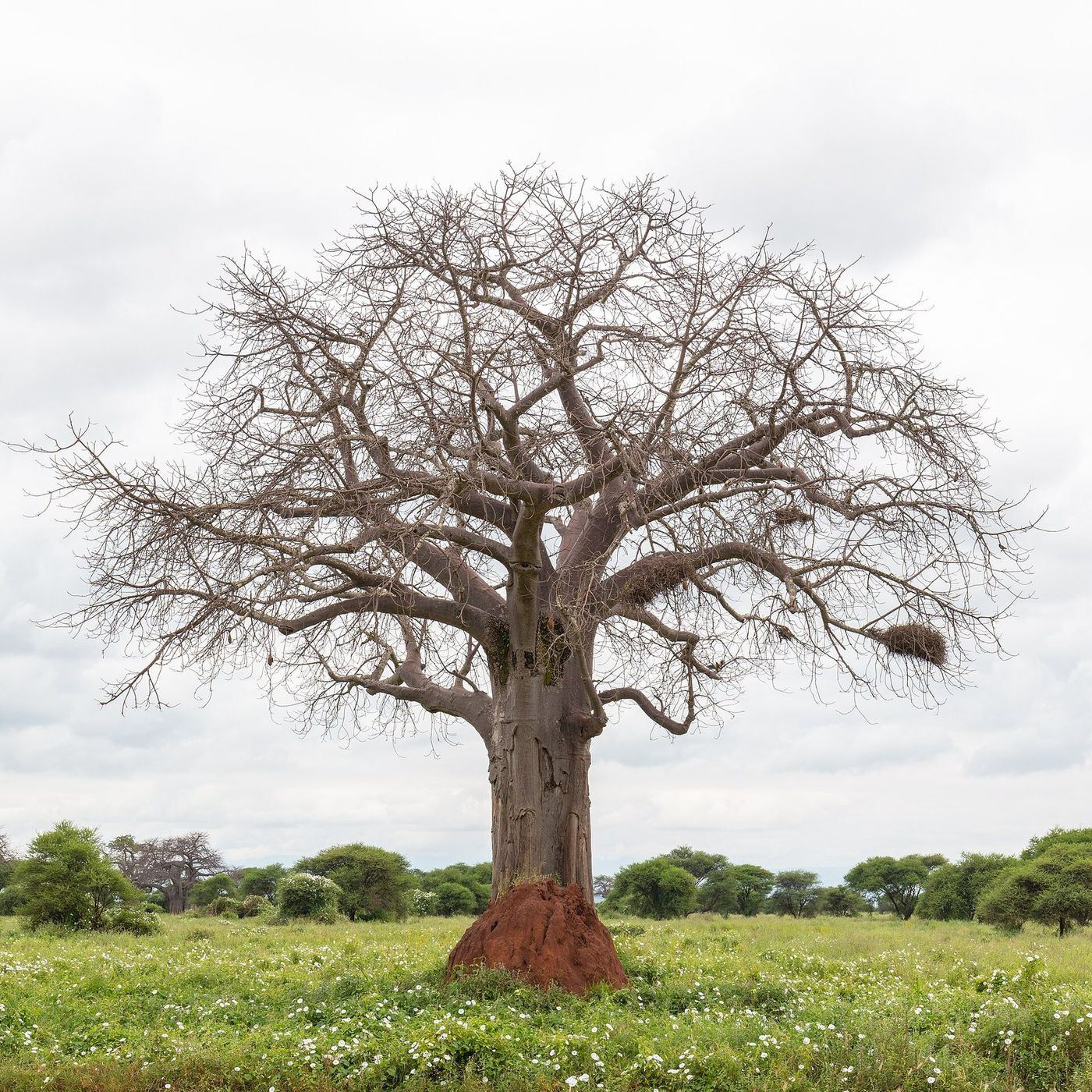 Baobabs at the heart of Tarangire National Park