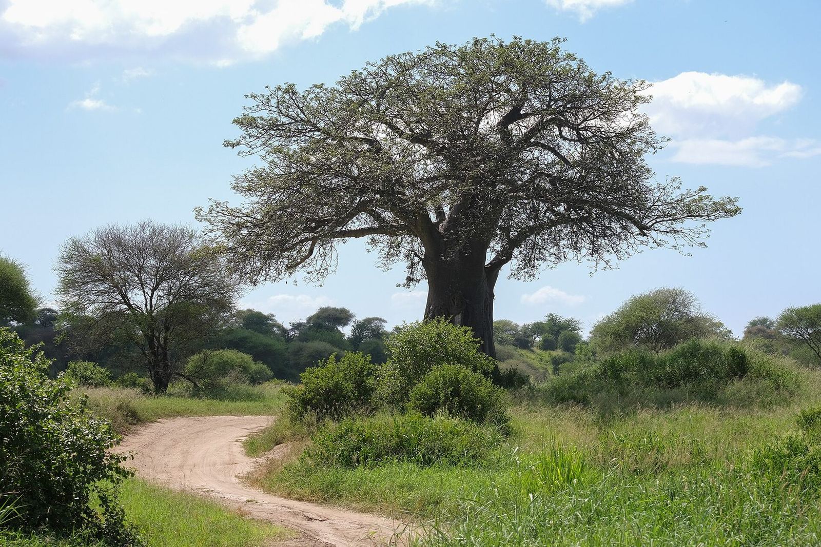 Baobab trees in Tarangire National Park