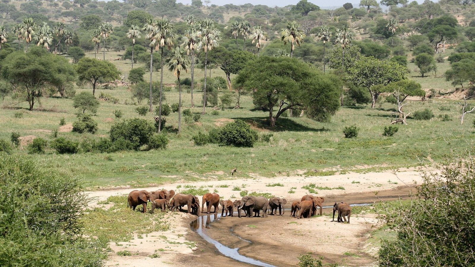 An elephant family identified on a Tarangire monitoring transect