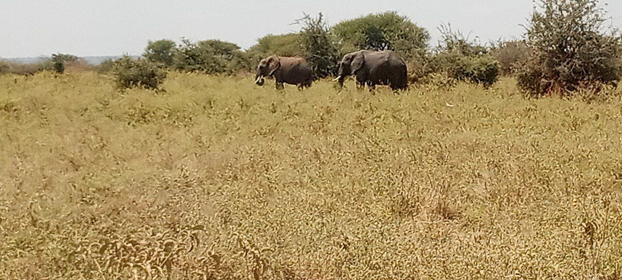 Tarangire elephants after the island flight