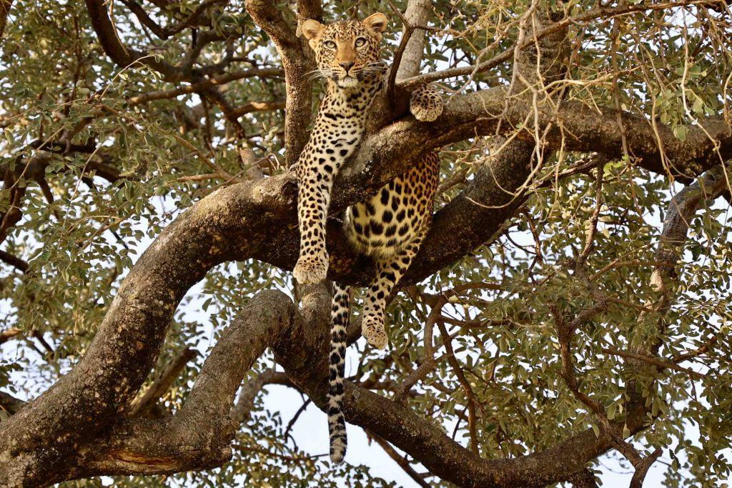 Arusha to Tarangire National Park