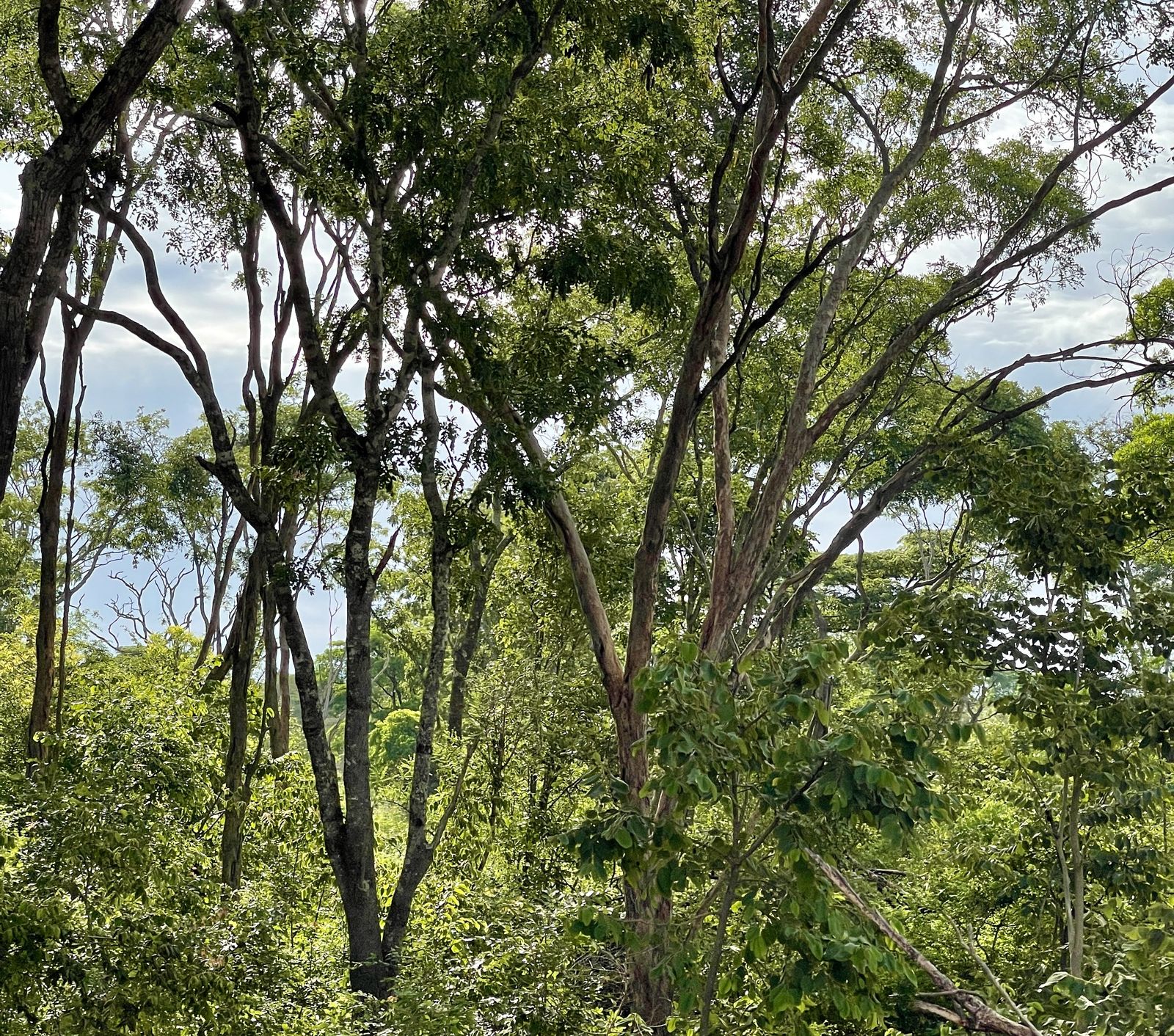 Miombo woodland on the fringe of the Ugalla ecosystem, Tabora Region