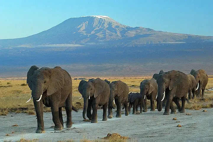 Kenya: Amboseli, Nakuru, Mara