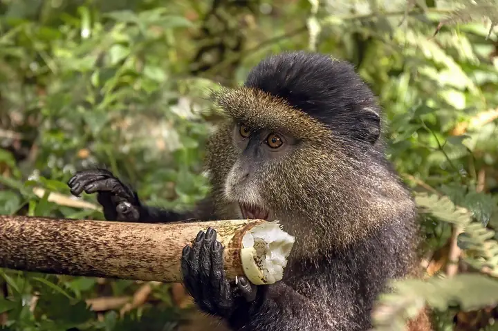 Mgahinga golden monkeys