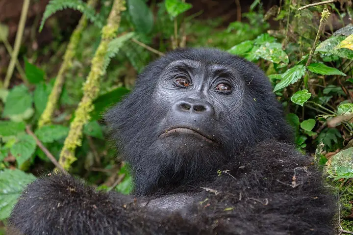 Uganda: Bwindi gorillas