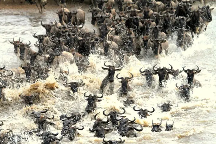 Kenya: Masai Mara