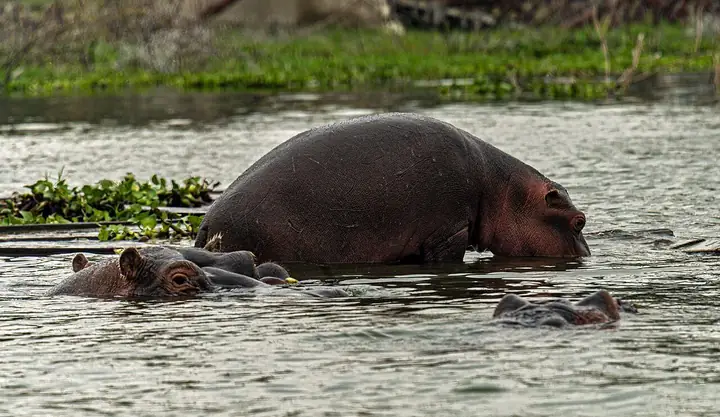 Lake Naivasha