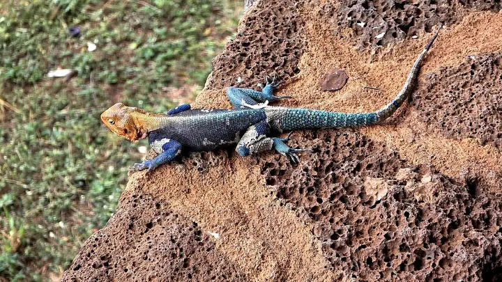 Tsavo West