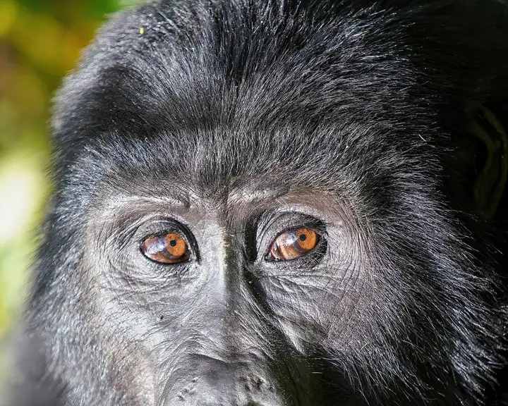 Uganda