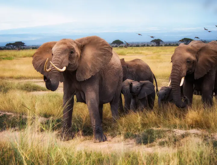 Tanzania