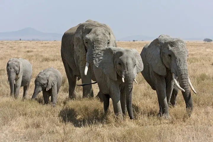 Serengeti