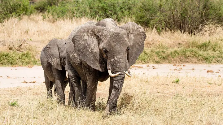 Safari from Zanzibar