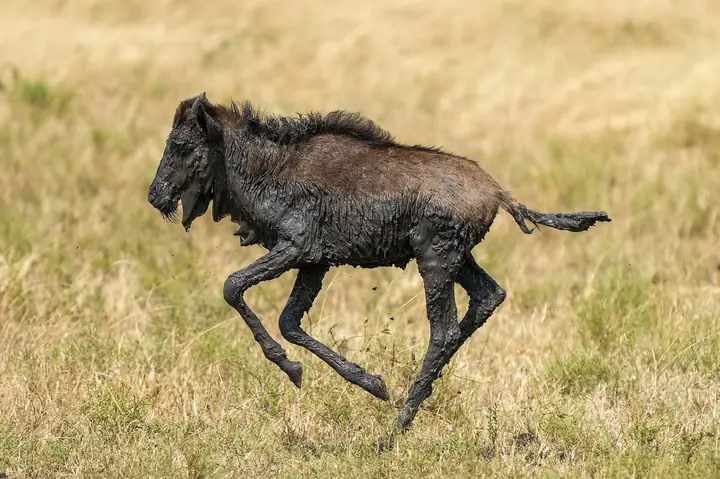 Ndutu calving plains