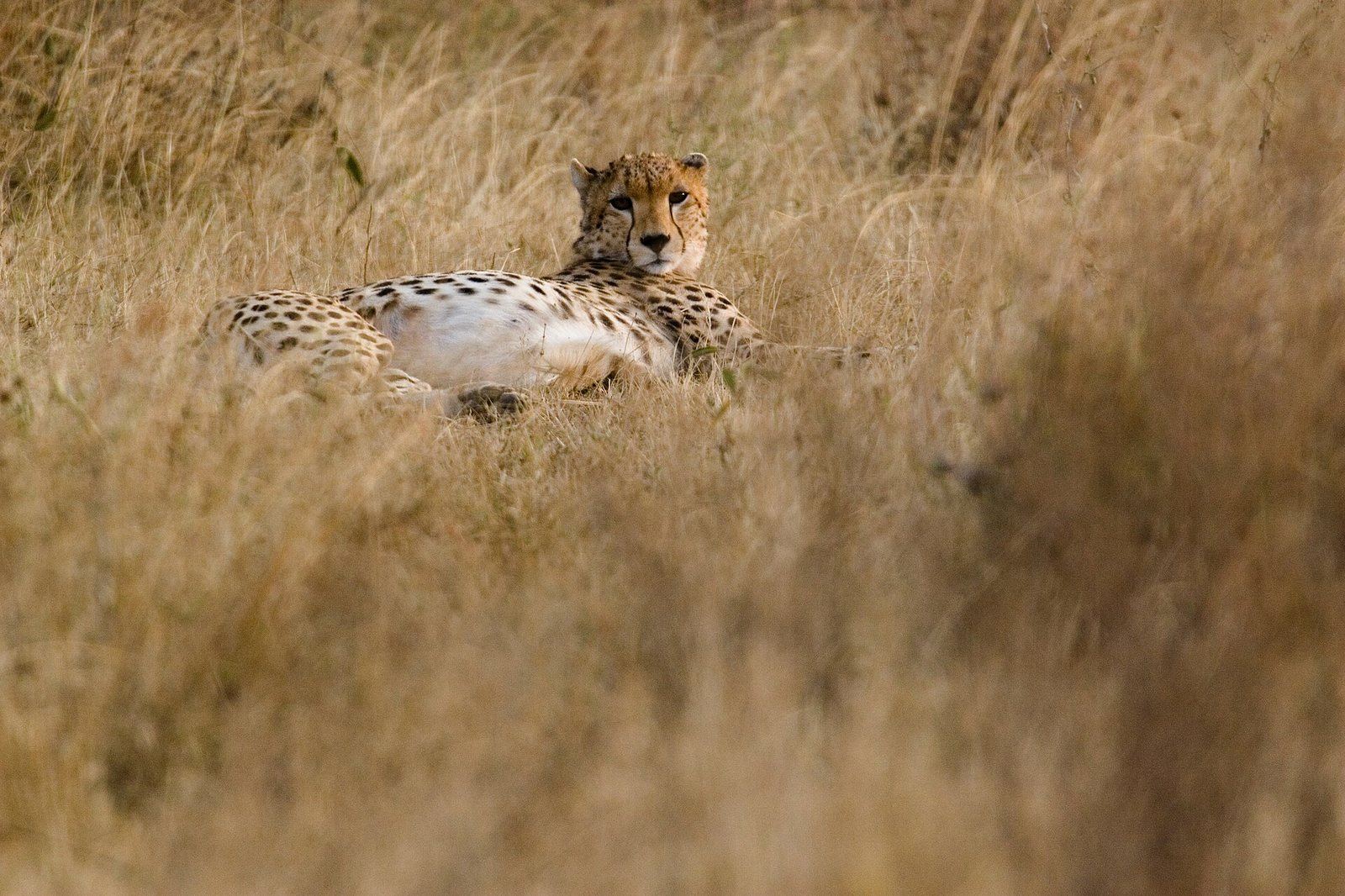 Masai Mara game drives