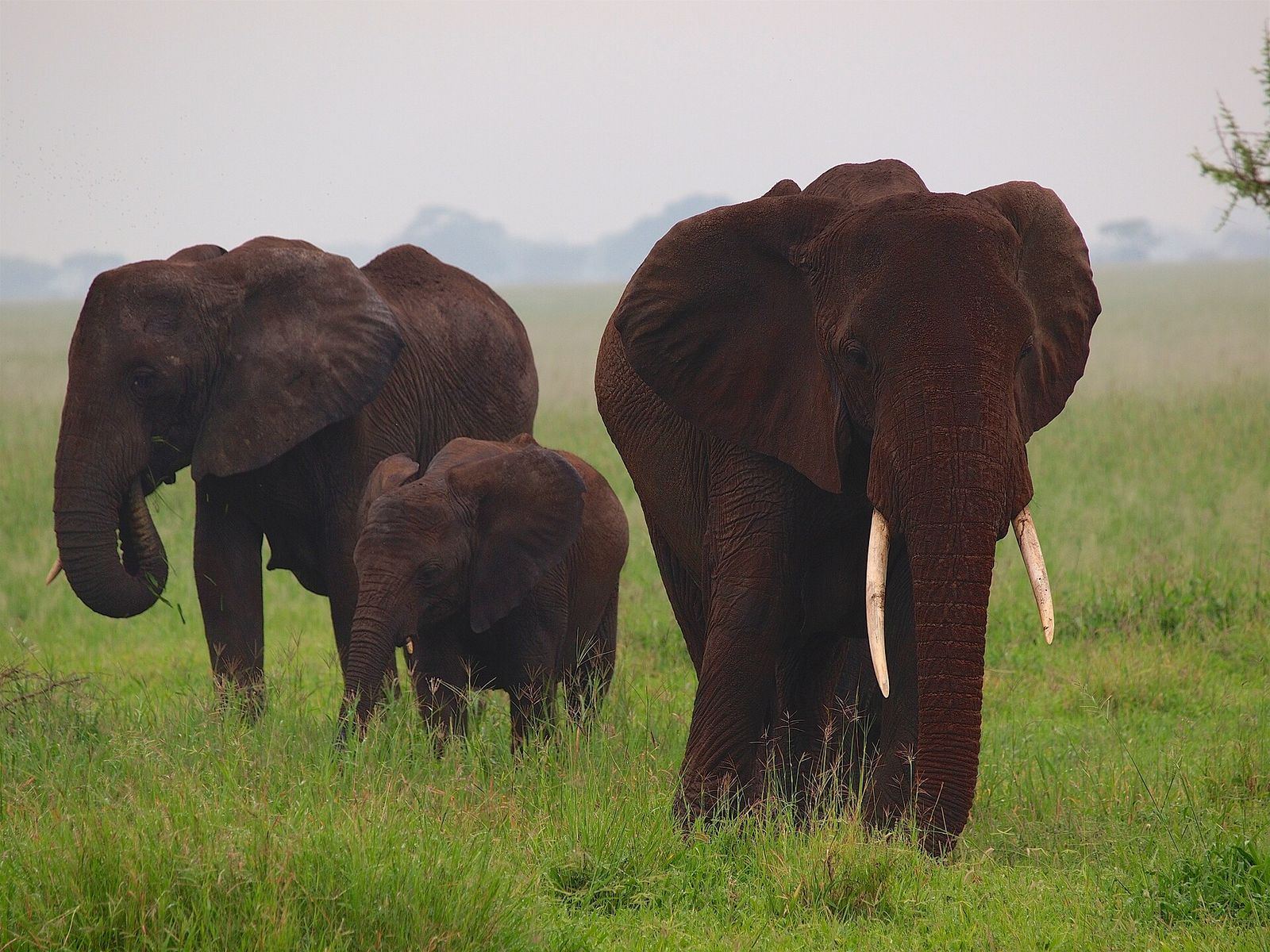 Elephants beneath a Tarangire baobab