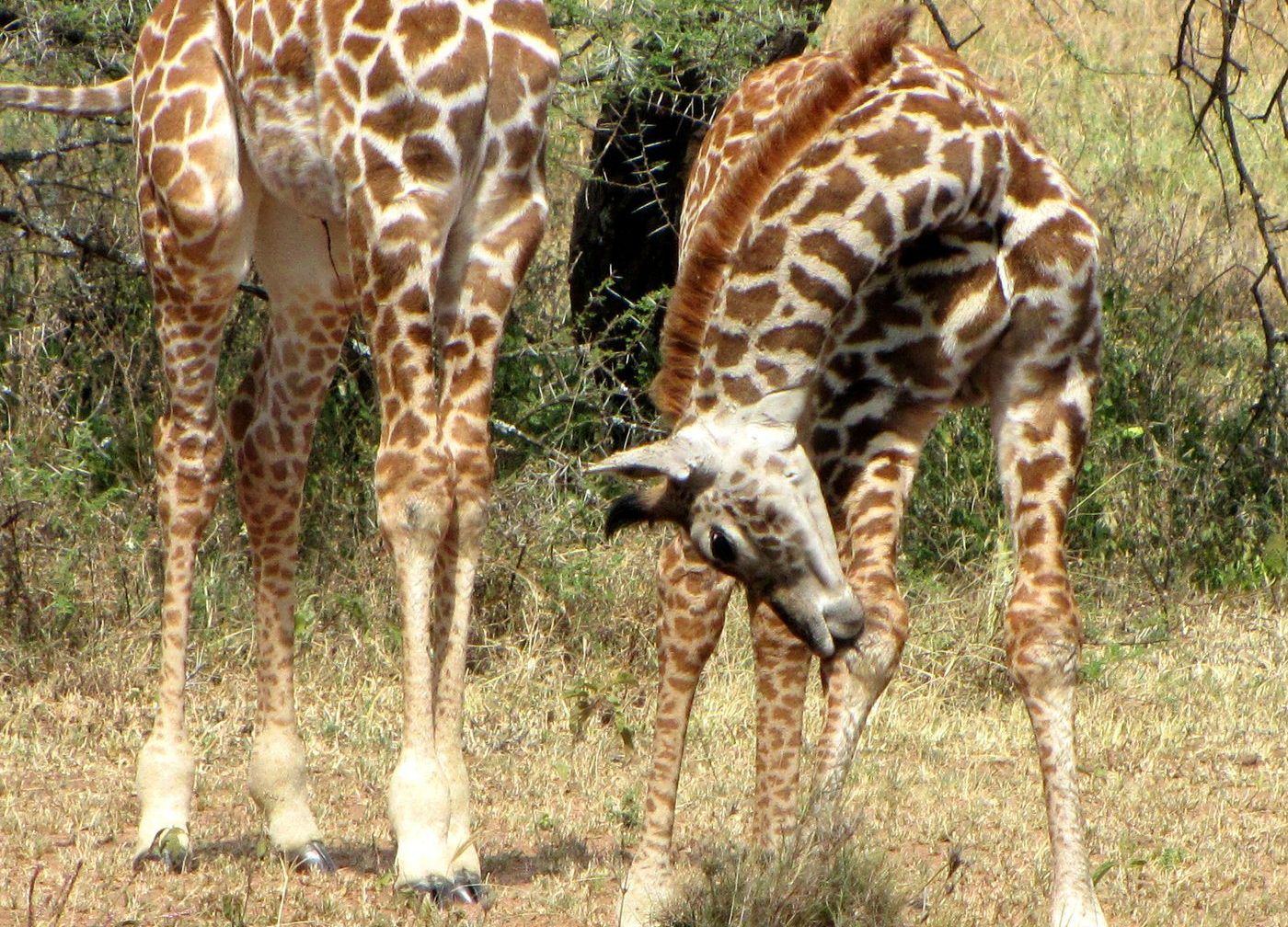 Giraffe on the move toward the crater highlands