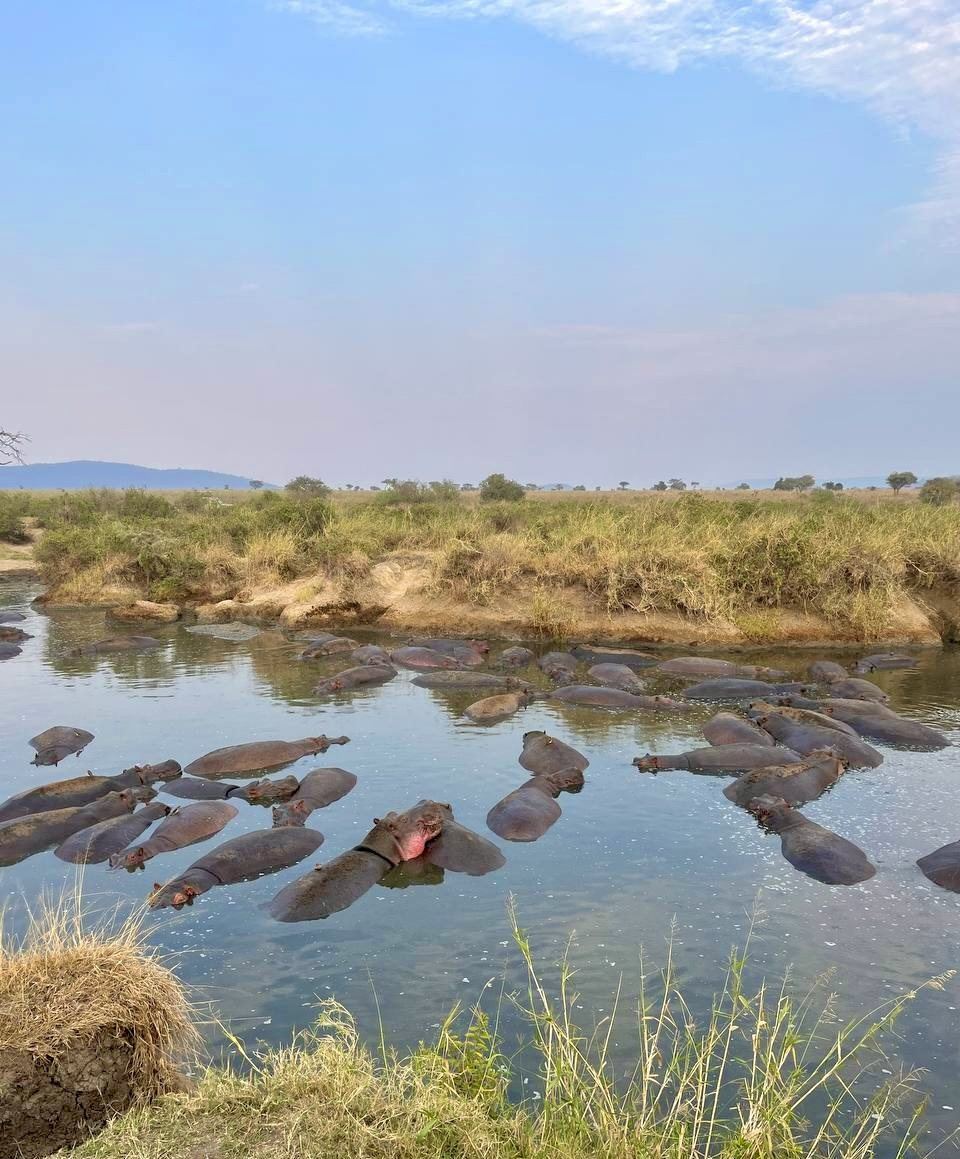 Hippo pool on the crater floor