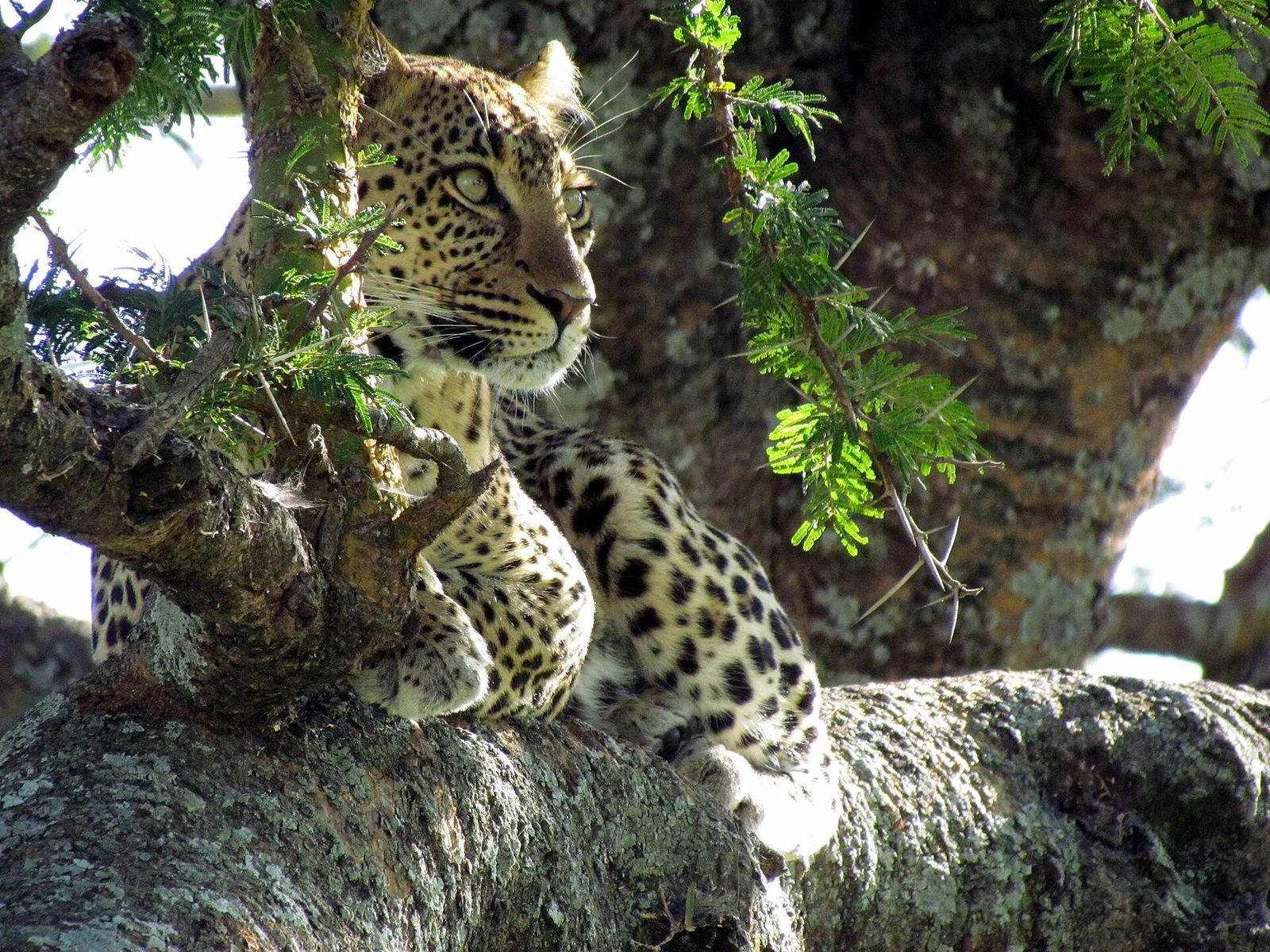 Leopard in a Serengeti tree