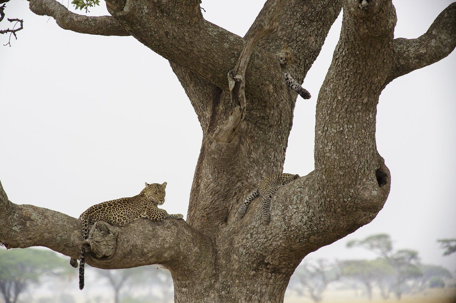 A leopard recorded on a Serengeti camera-trap survey