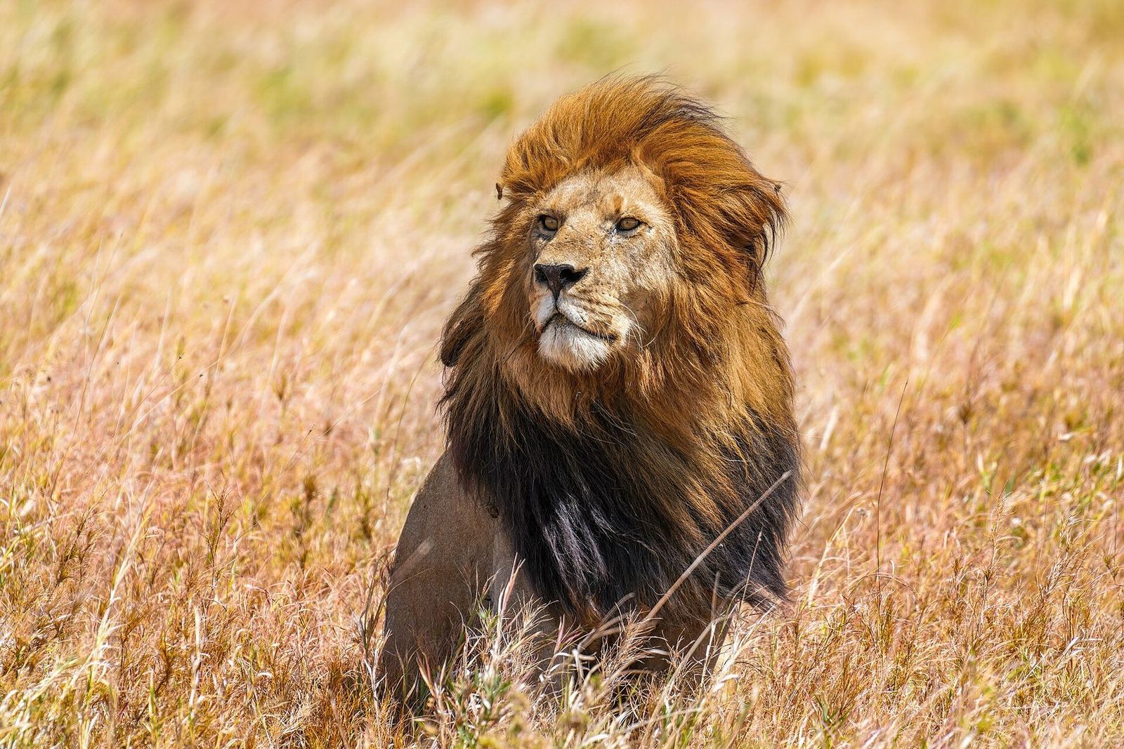 A male lion identified by its whisker-spot pattern