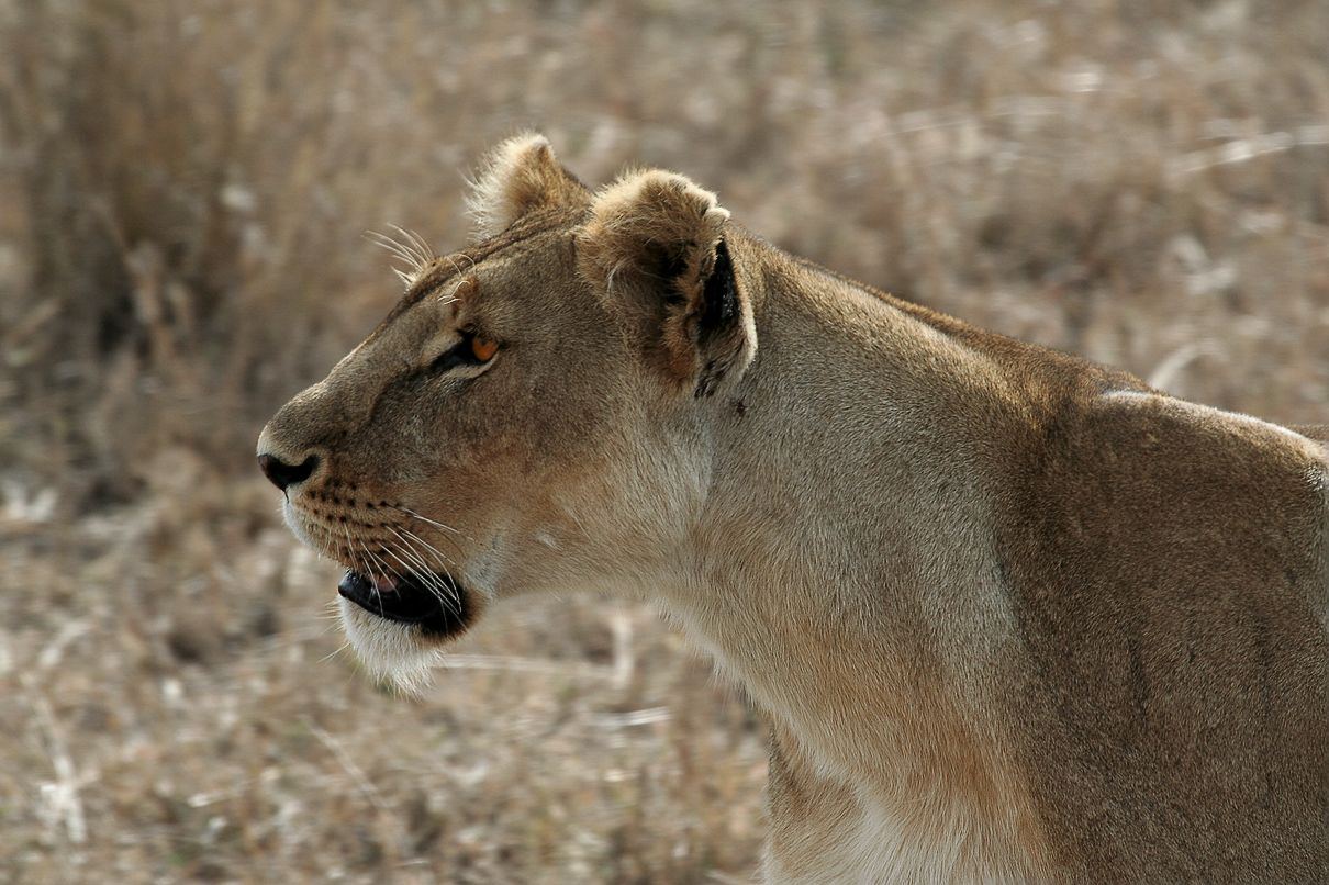 A lion pride resting in the Serengeti grass
