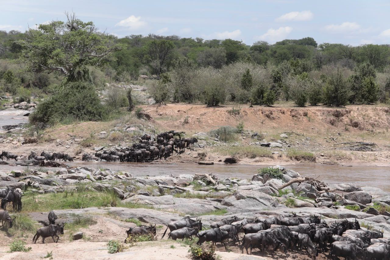Wildebeest herd gathering on the Serengeti plains