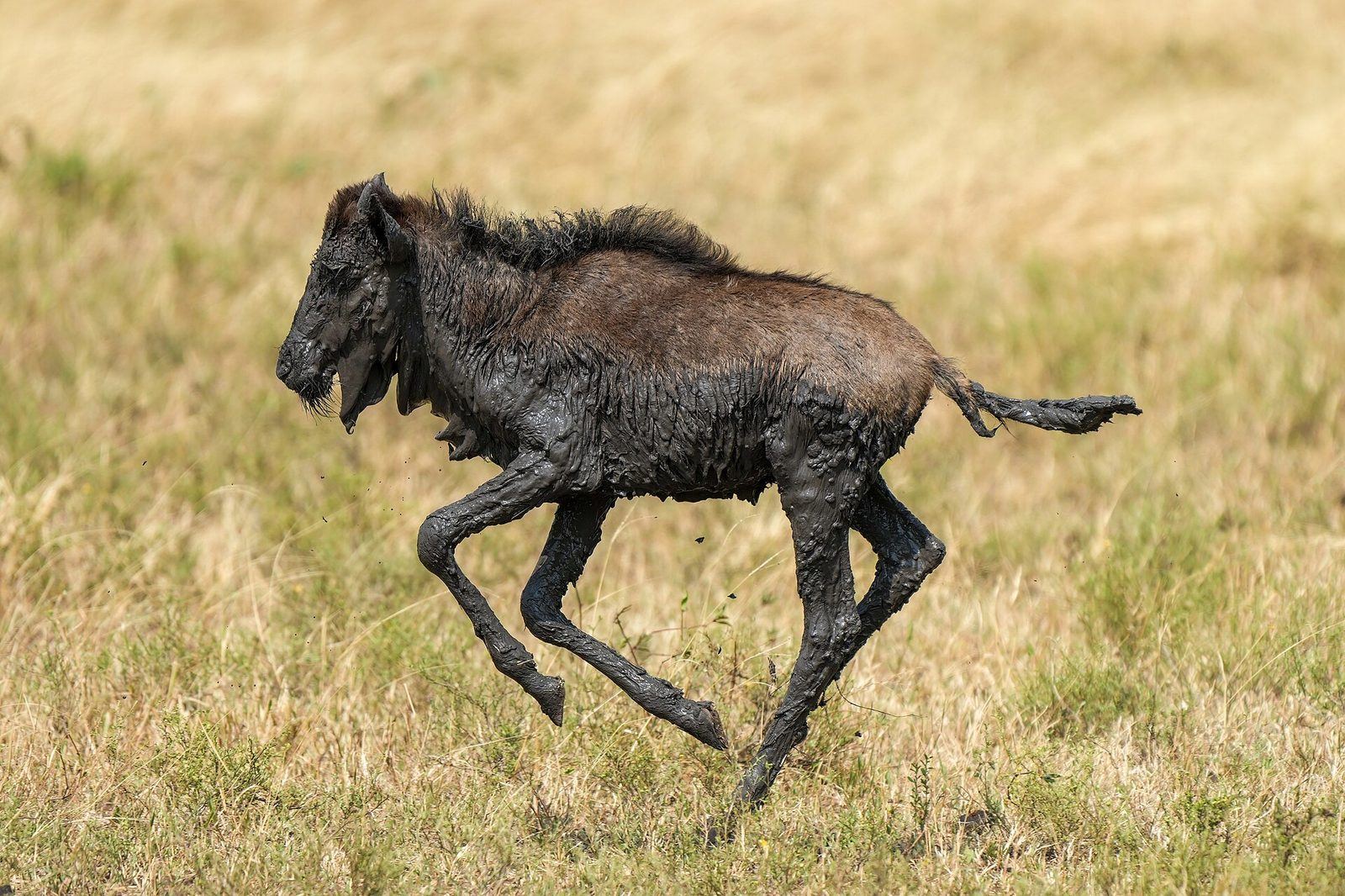 Wildebeest calf on the Ndutu short-grass plains