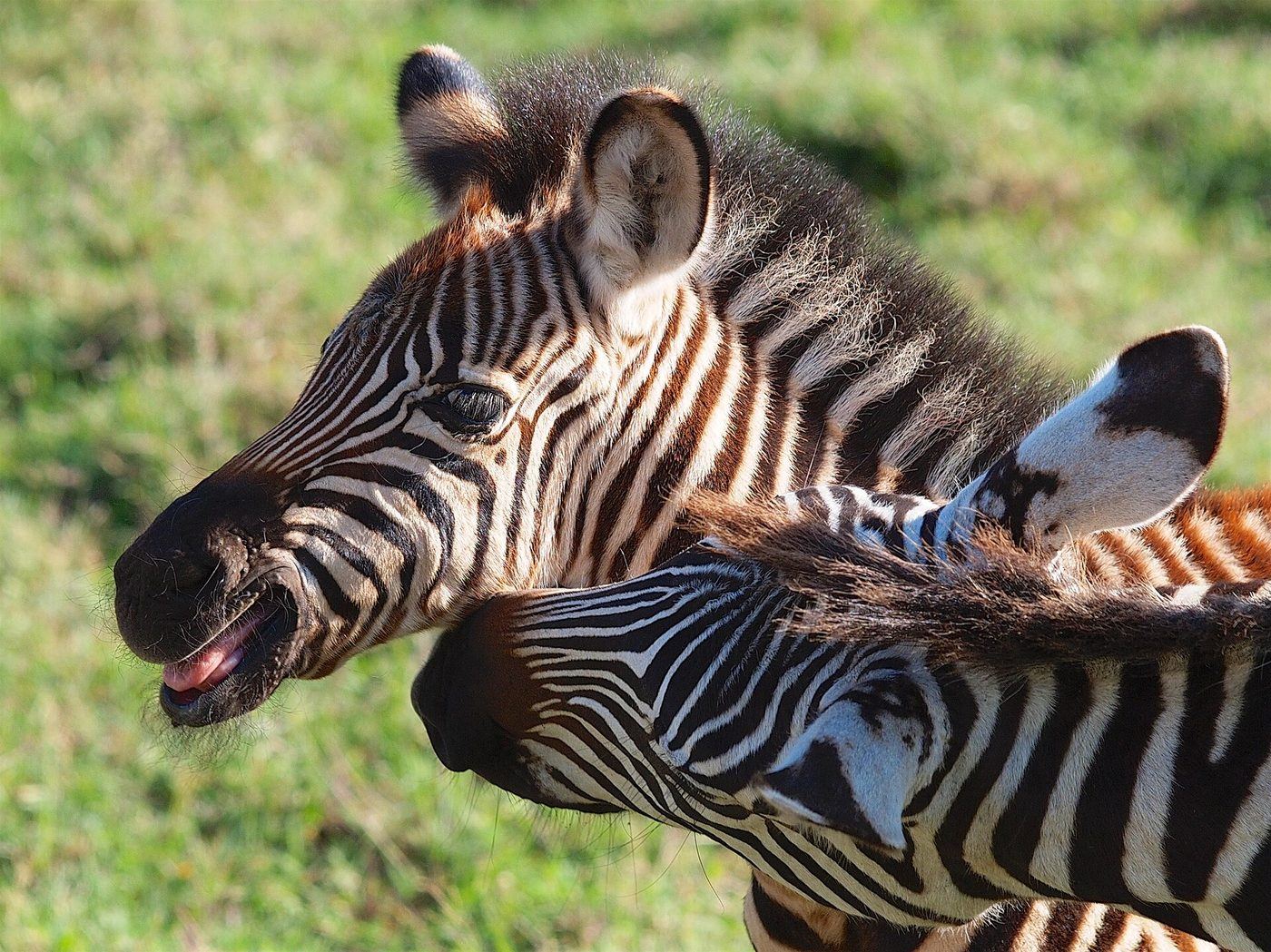 Zebra on the Ngorongoro Crater floor