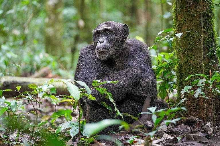 8 Day Uganda: Kibale Chimpanzees, Queen Elizabeth and Bwindi