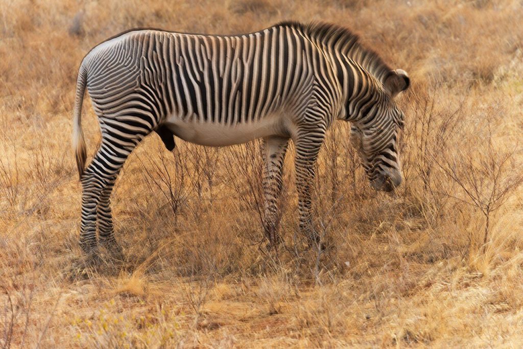 8 Day Kenya Safari: Samburu, Nakuru, Naivasha and Masai Mara