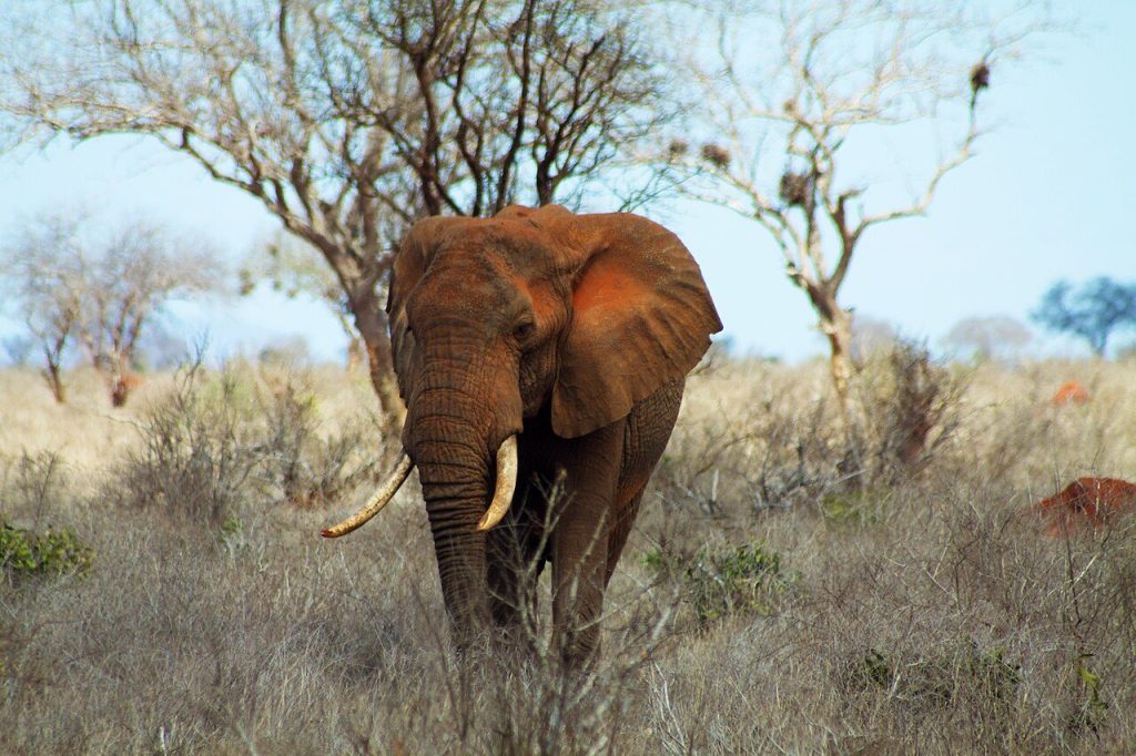 7 Day Kenya Safari: Tsavo West, Amboseli and Masai Mara